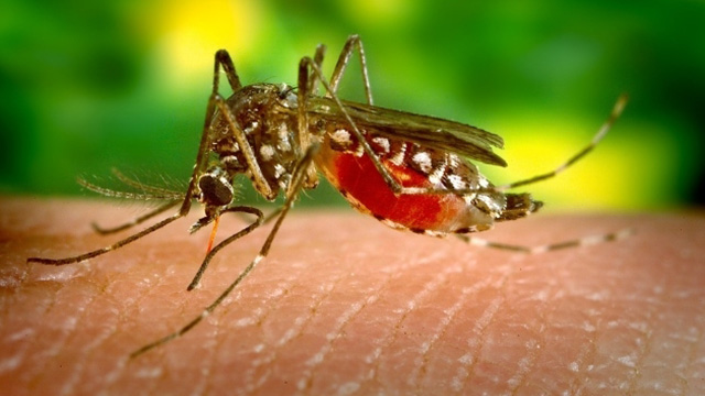 Biden Regime and NATO may be collaborating with Bill Gates to attack Russia with virus-spreading genetically-mutated MOSQUITOES – NaturalNews.com